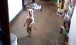 Chihuahua liebt Salsa