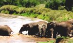 Elefantenbaby und seine große Prüfung