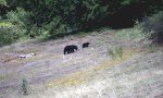 Lustiges Video : Schwarzbär mit Blaukopf