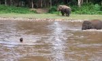 Lustiges Video : Elefantenbademeister