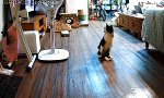 Funny Video : Querschnittsgelähmte Katze begrüßt Herrchen