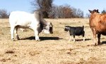 Funny Video : Kleine Ziege vs Kuh