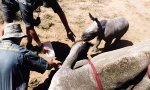 Lustiges Video : Nashornbaby verteidigt seine Mama