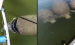 Lustiges Video : Manatis begeistert von durchsichtigem Kanu
