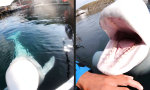 Lustiges Video : KleinesTete-a-Tete mit einem Beluga