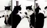 Movie : I´m...starting with the cat...in...the mirror
