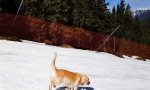 Lustiges Video : Hundstage im Schnee