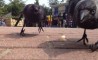 Fun Pic - Donnerstags Fun PicDump #62 - 73