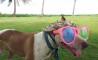 Fun Pic - Donnerstags Fun PicDump #81 - 2