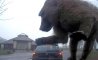 Fun Pic - Donnerstags Fun PicDump #95 - 122