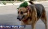 Fun Pic - Donnerstags Fun PicDump #132 - 49