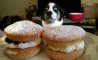 Fun Pic - Donnerstags Fun PicDump #136 - 37