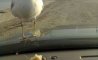 Fun Pic - Donnerstags Fun PicDump #146 - 83