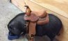 Fun Pic - Donnerstags Fun PicDump #148 - 132
