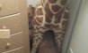 Fun Pic - Donnerstags Fun PicDump #164 - 147