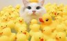 Fun Pic - Donnerstag Fun PicDump #298 - 78