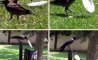Fun Pic - Donnerstag Fun PicDump #367 - 48