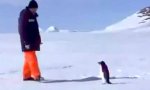 Lustiges Video : Pinguinator