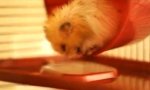 Funny Video : Müder Hamster