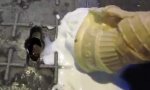 Lustiges Video - Ratten mögen Eiscreme