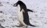 Neue Spezies: Der Schlitzohr-Pinguin