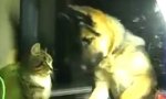 Movie : Schäferhund vs Katze