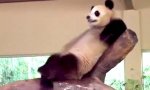 Lustiges Video : Troll im Pandarudel