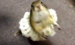 Movie : Hamster Ballerina