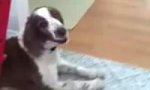 Lustiges Video : Bestimmung als Familienhund