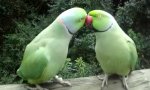 Birds of Eden beim Flirten