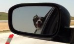 Movie : Hund mit Größenwahn