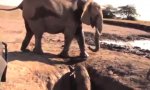 Rettung eines Elefantenbabys