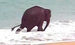 Elefant am Strand