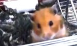 Awwh, süßer Hamster