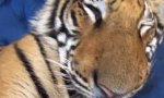 Movie : Stuben-Tiger