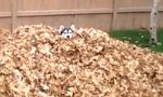 Ein Husky und sein Laubhaufen