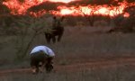 Lustiges Video : Begegnung mit einem Nashorn