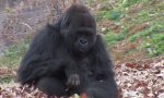 Movie : Gorilla und sein Laub