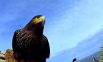 Movie : Bird steals egg camera