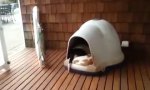 Funny Video - Die Perfekte Hundehütte