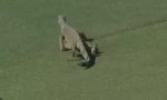 Iguana-Attacke beim Golfturnier