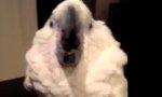 Lustiges Video : Kakadu auf der Tischkante