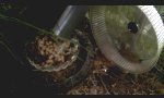 Lustiges Video - Schnecke im Laufrad