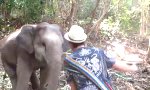 Lustiges Video : Elefant mit Groove