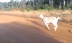 Australisches Ziegen-Workout
