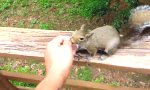 Mein Freund das Eichhörnchen