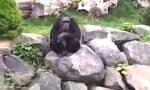 Der Affen-Führer