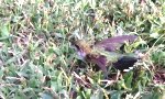 Lustiges Video : Kolibri mit kleinem Problem