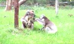 Lustiges Video : Streit unter Koalas