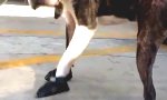 Movie : Js On My Feet